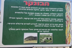 חיפה13